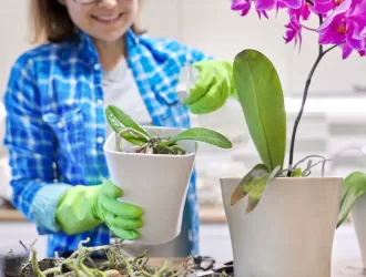 Top 7 Melhores Vasos para Orquídeas